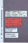 Etikette zu Silesis pasangi (Platia & Schimmel, 1991) (NHMW-ZOO-COL-0008869)